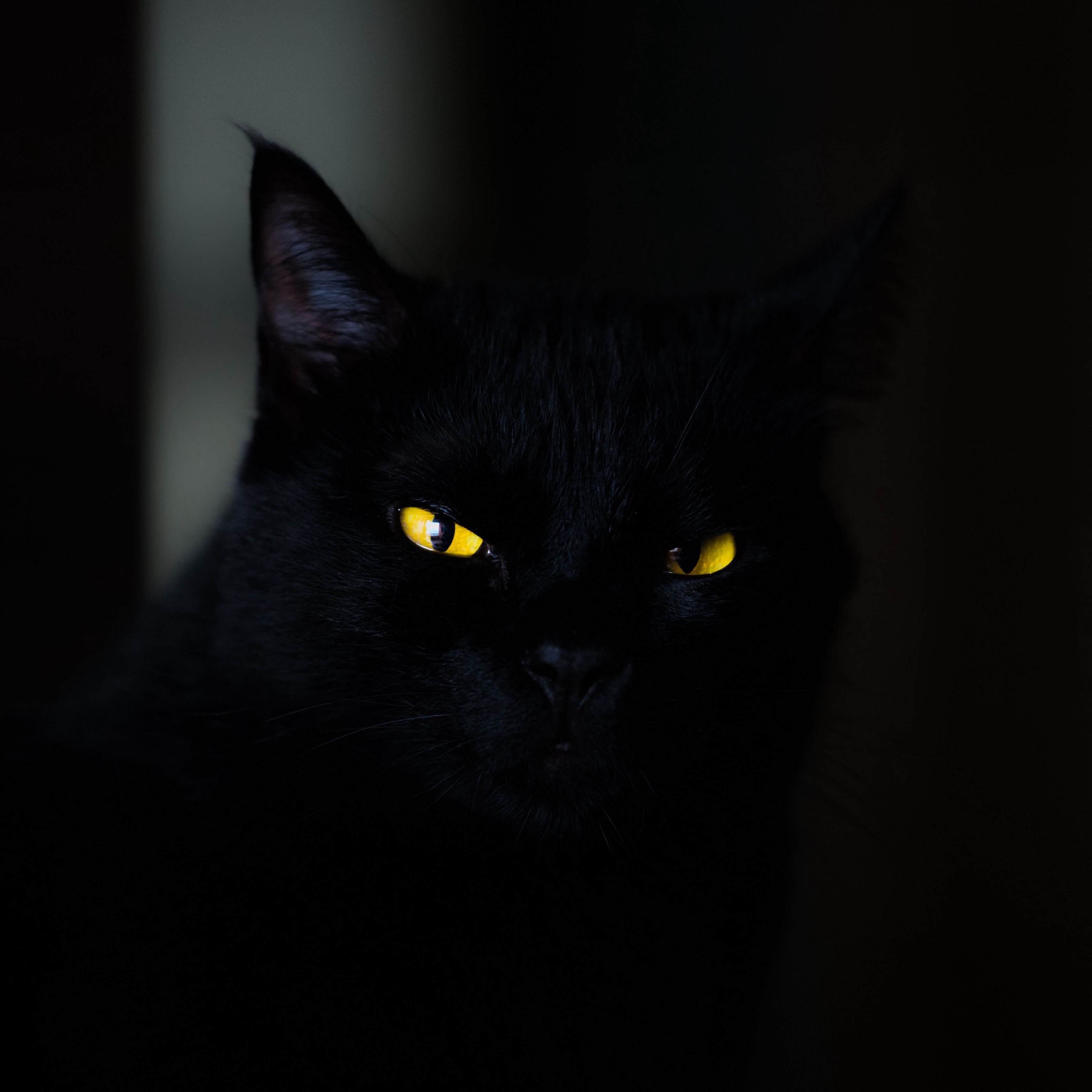 Черная кошка 11. Черная короткошерстная кошка с желтыми глазами. Черный кот с желтыми глазами. Черная кошка с желтыми глазами. Черный кот с оранжевыми глазами.