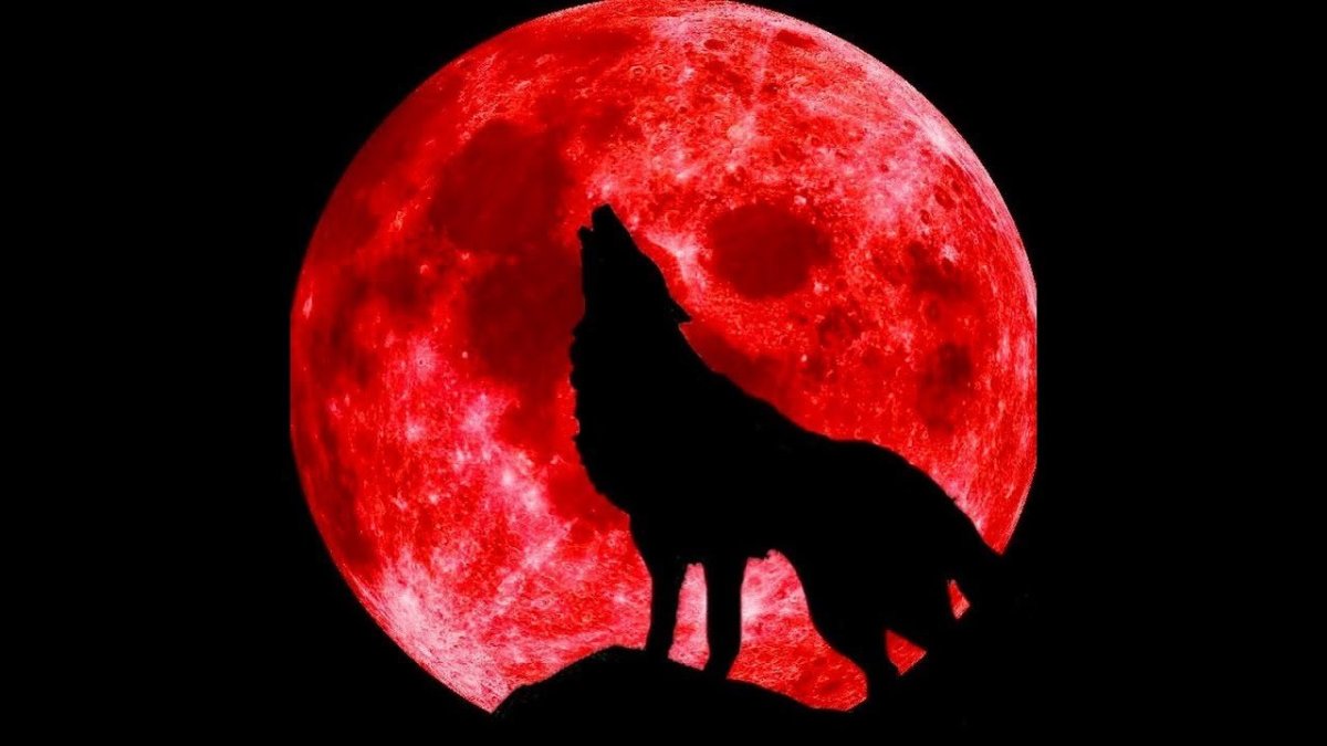 Волк и красная Луна