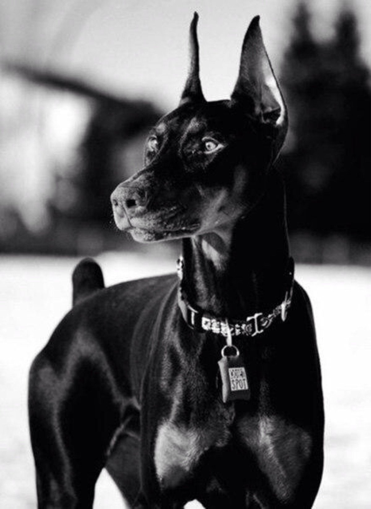 Доберман-пинчер наклейки