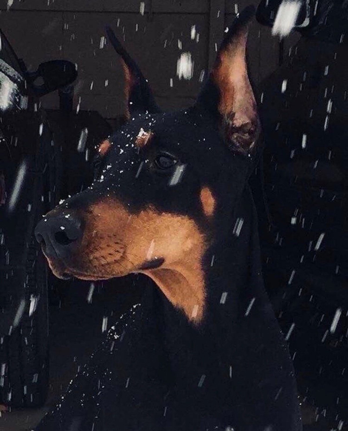 Одежда для собак Доберман