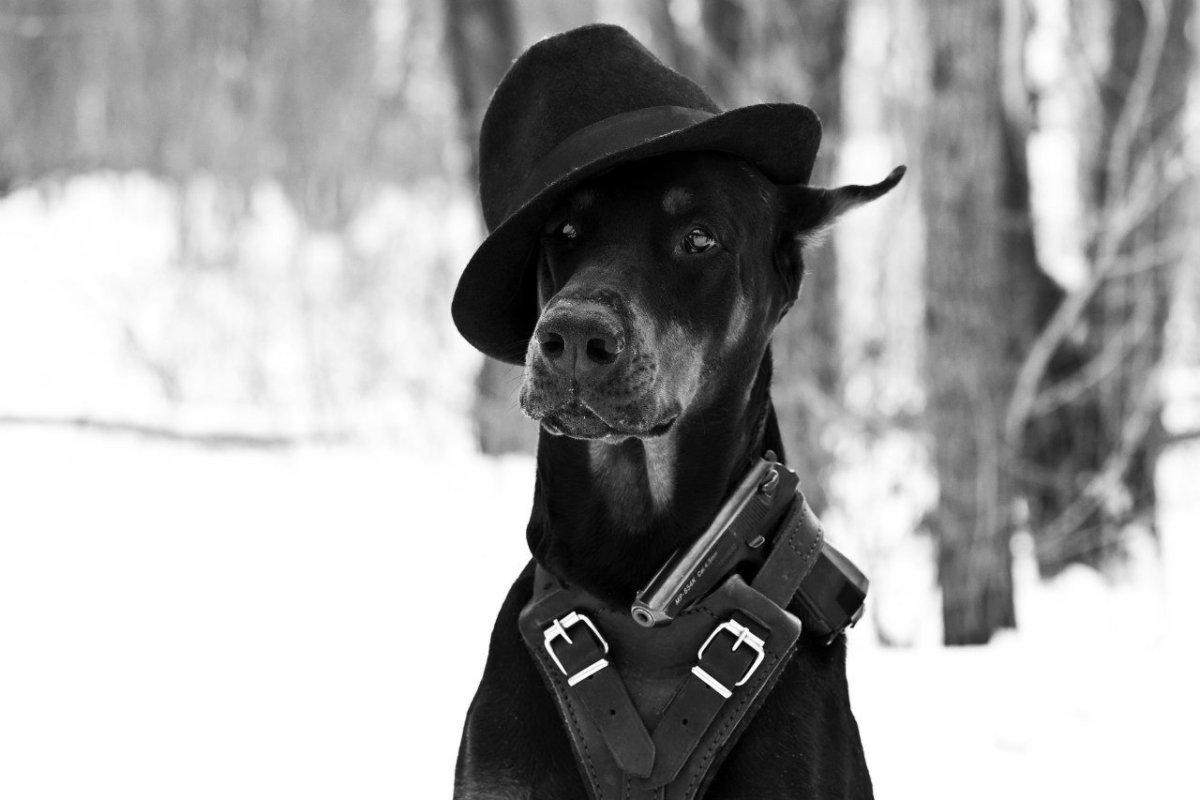 Доберман клыки