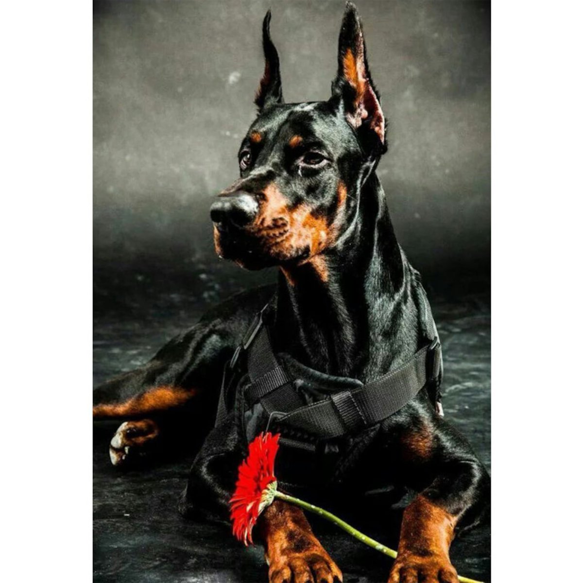 Аватарки доберман