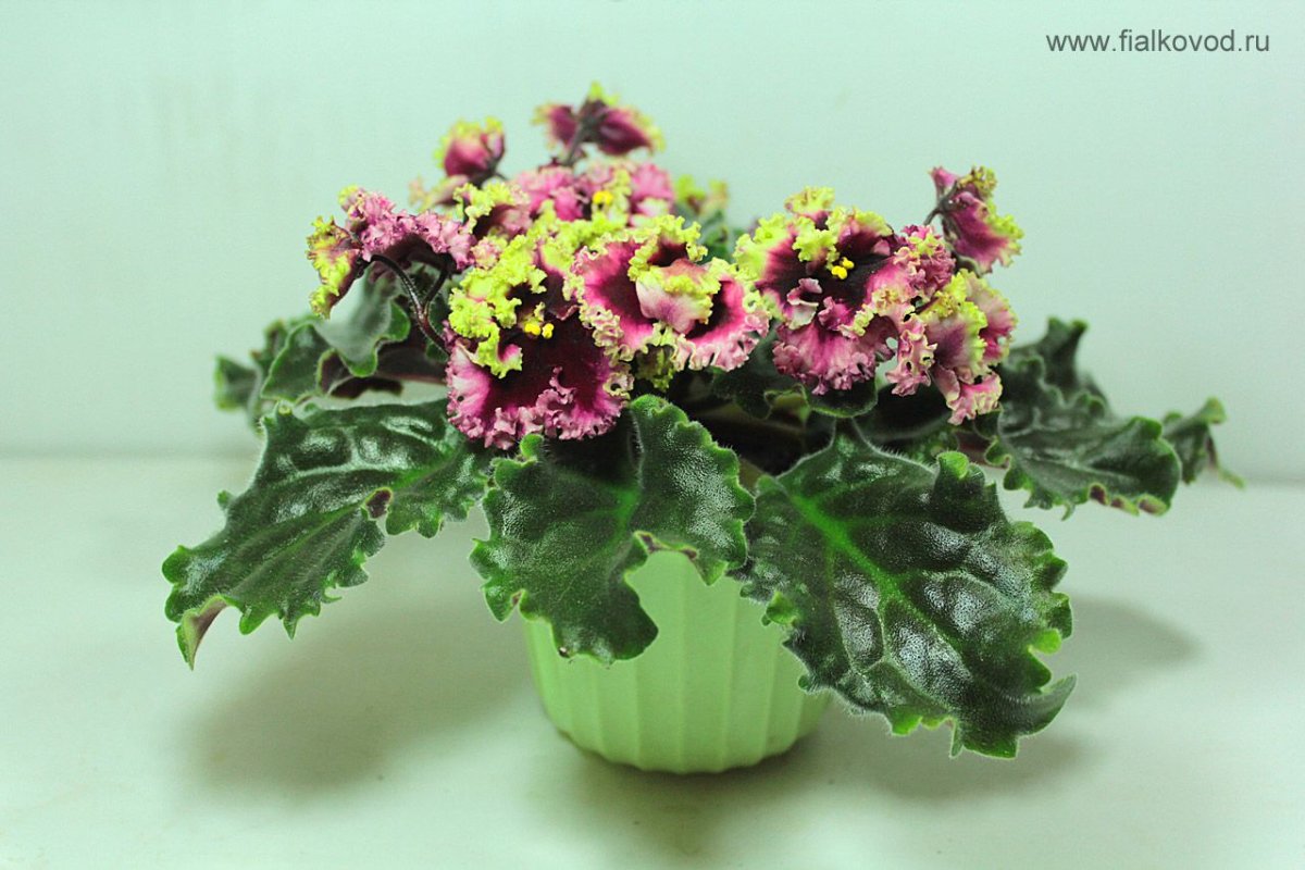 Фиалка АВ морская Капу