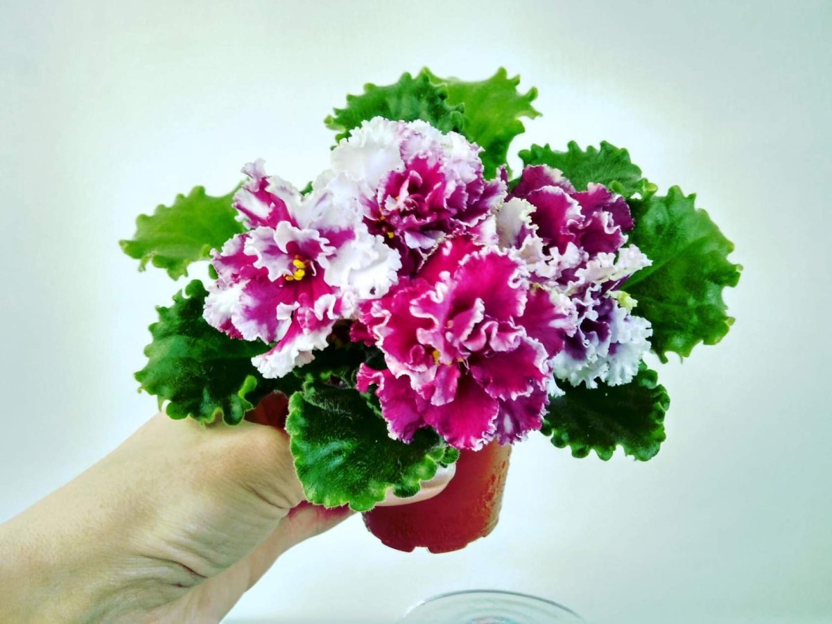 Фиалка Ле Алиса