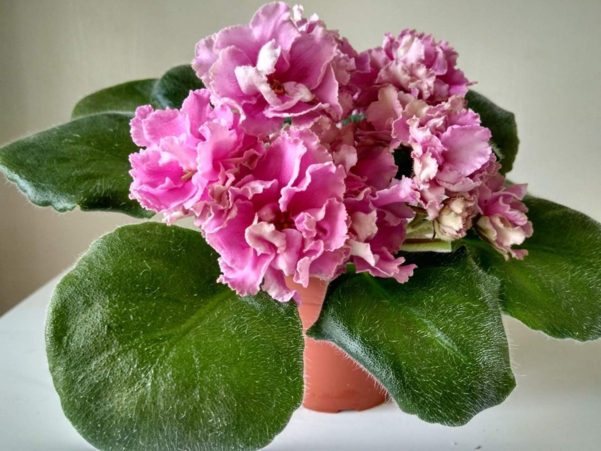 Фиалка РС Лугань