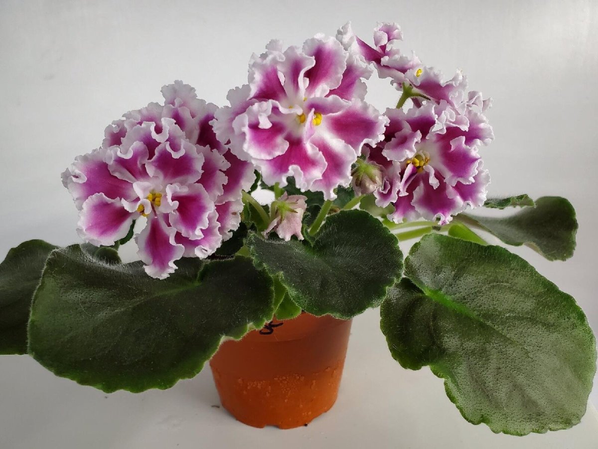 Сорт фиалки мексиканский тушкан