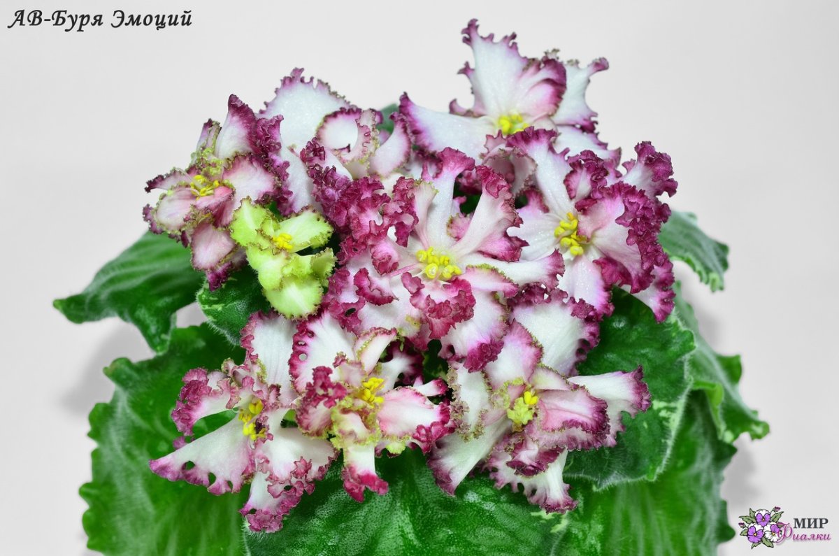 Ф-фисташковый пломбир фиалка