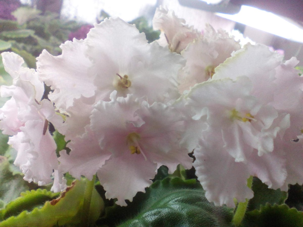 Фиалка АВ сахарная вата