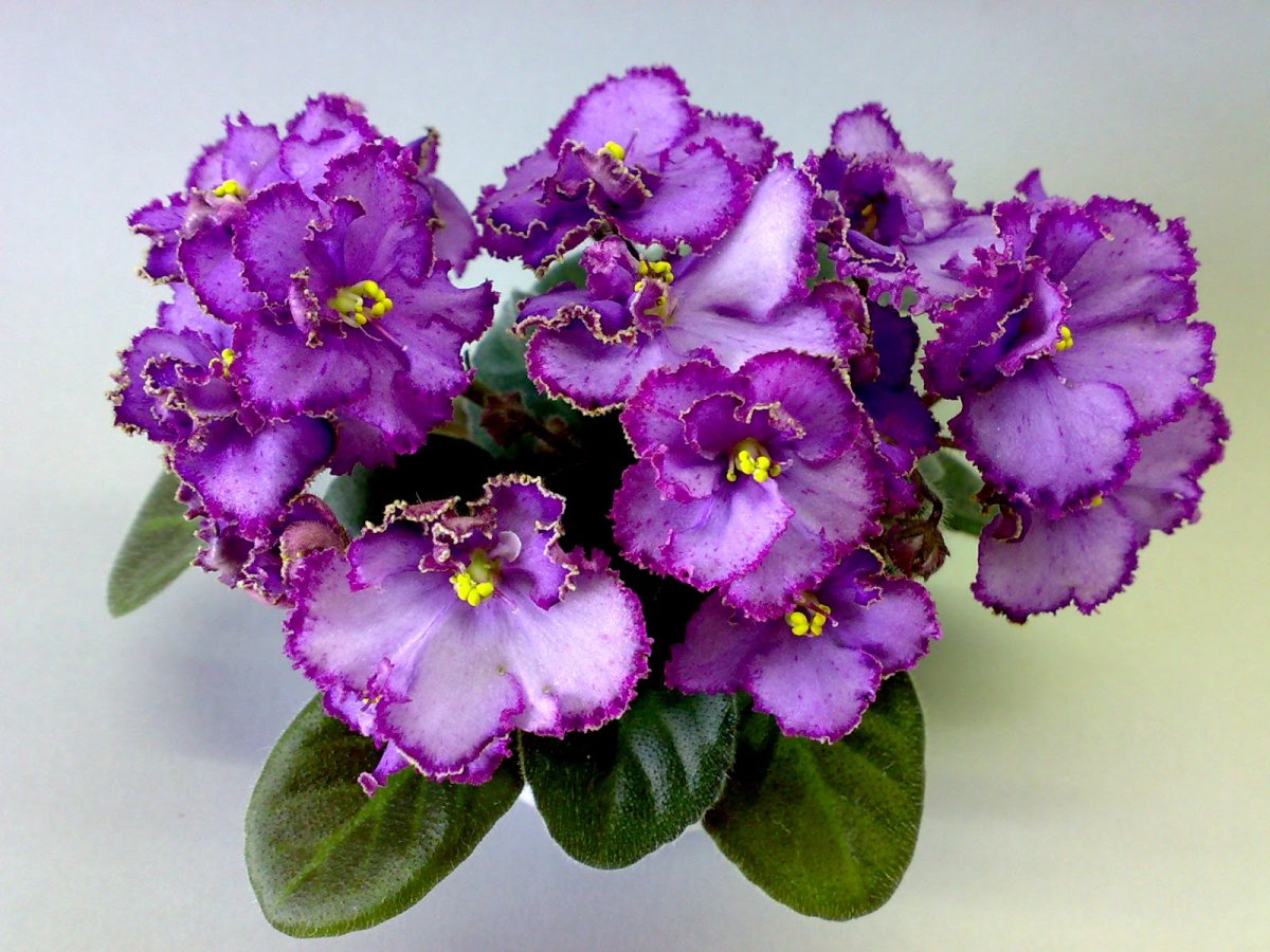 АВ Венский штрудель