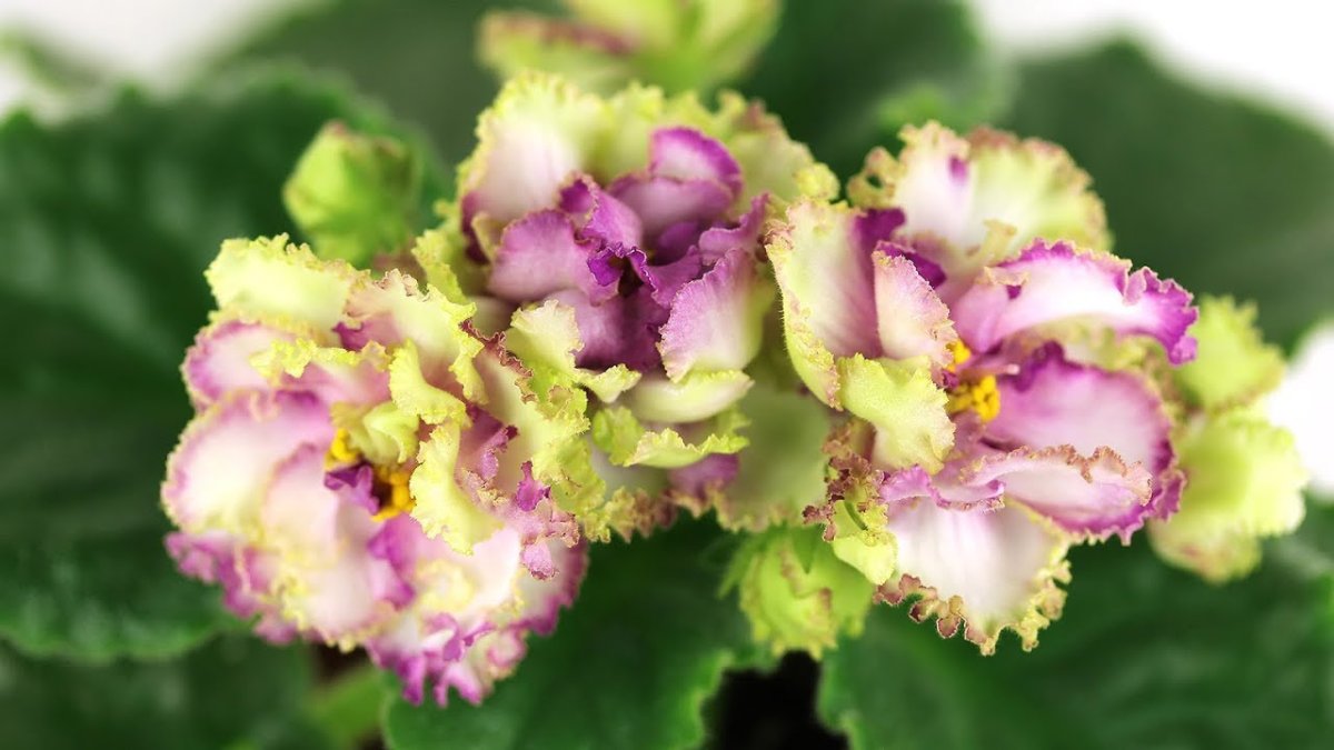 Фиалка АВ бонсай