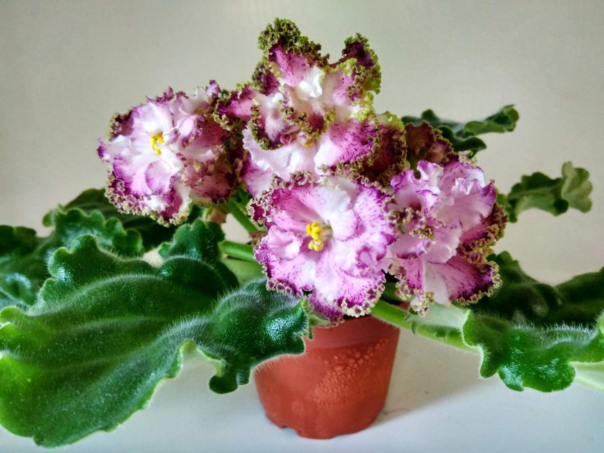 Фиалка Ле плетистая роза