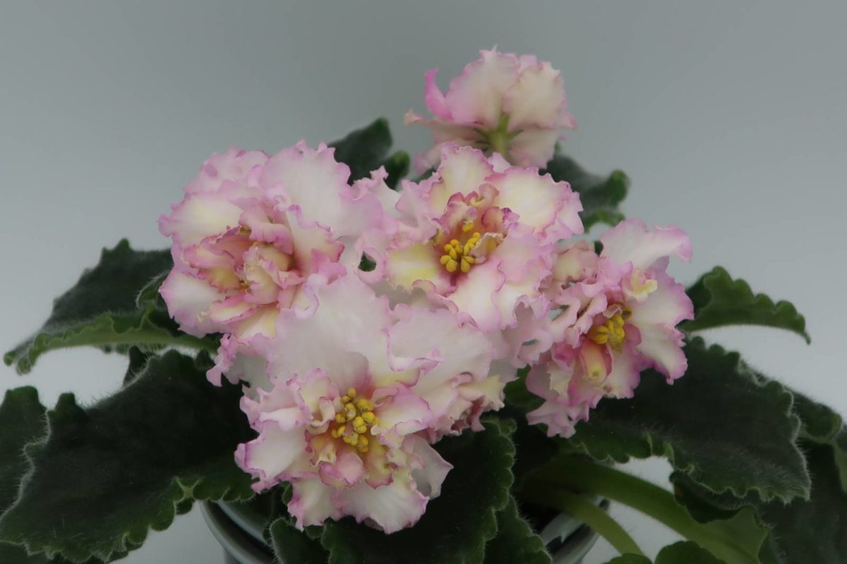 Фиалка злато скифов