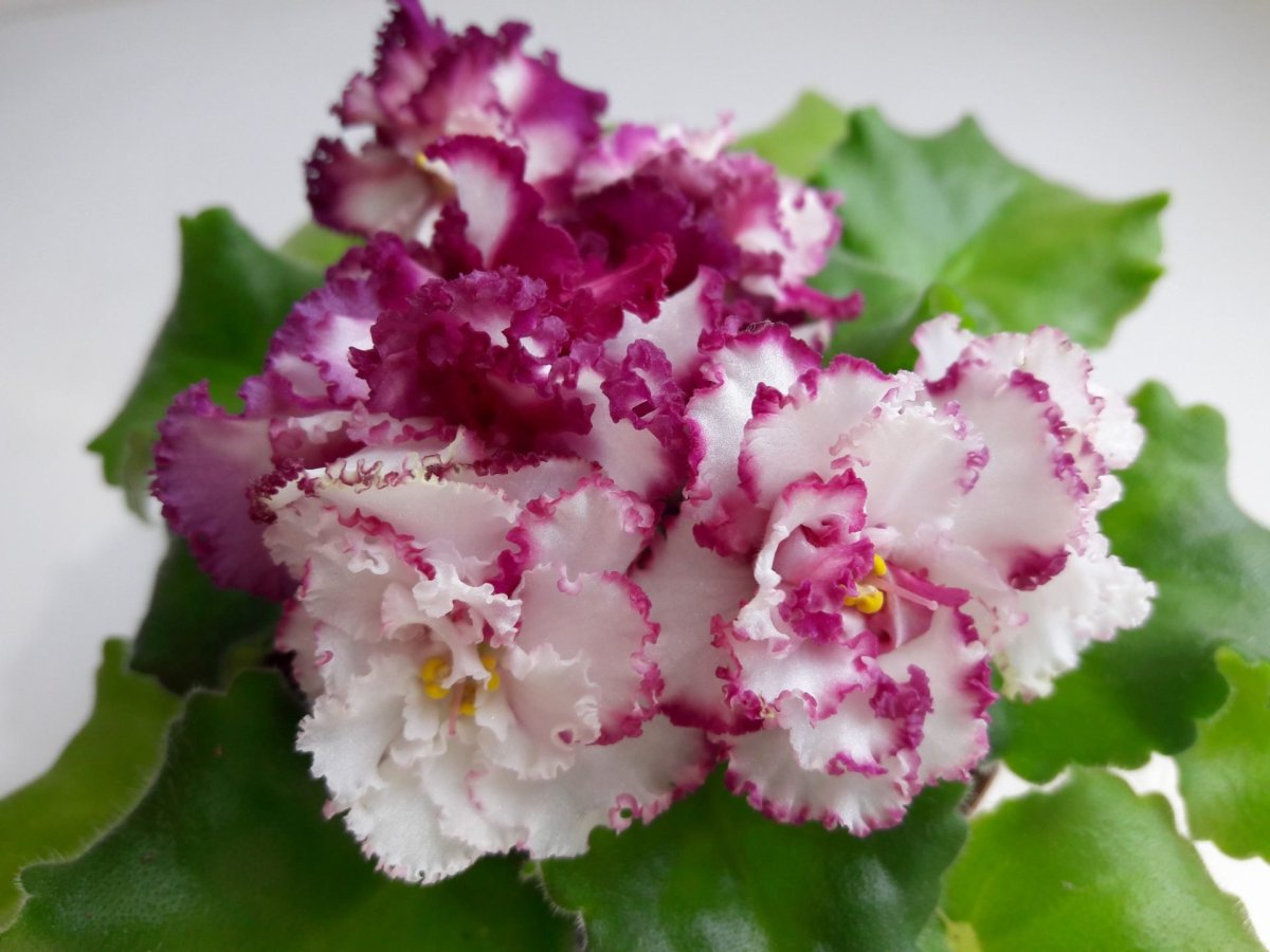 Фиалка спировчанка Морев