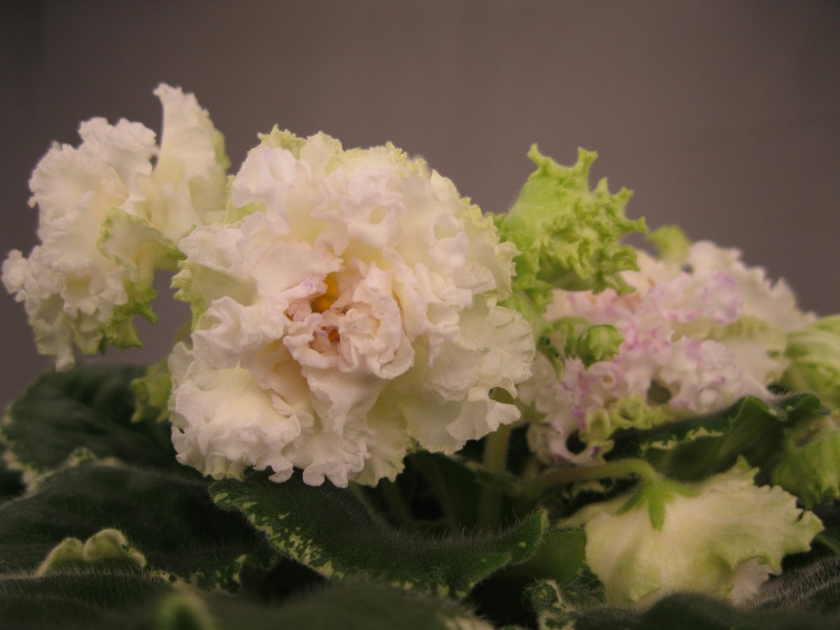 Фиалка Химера ND Королева красоты