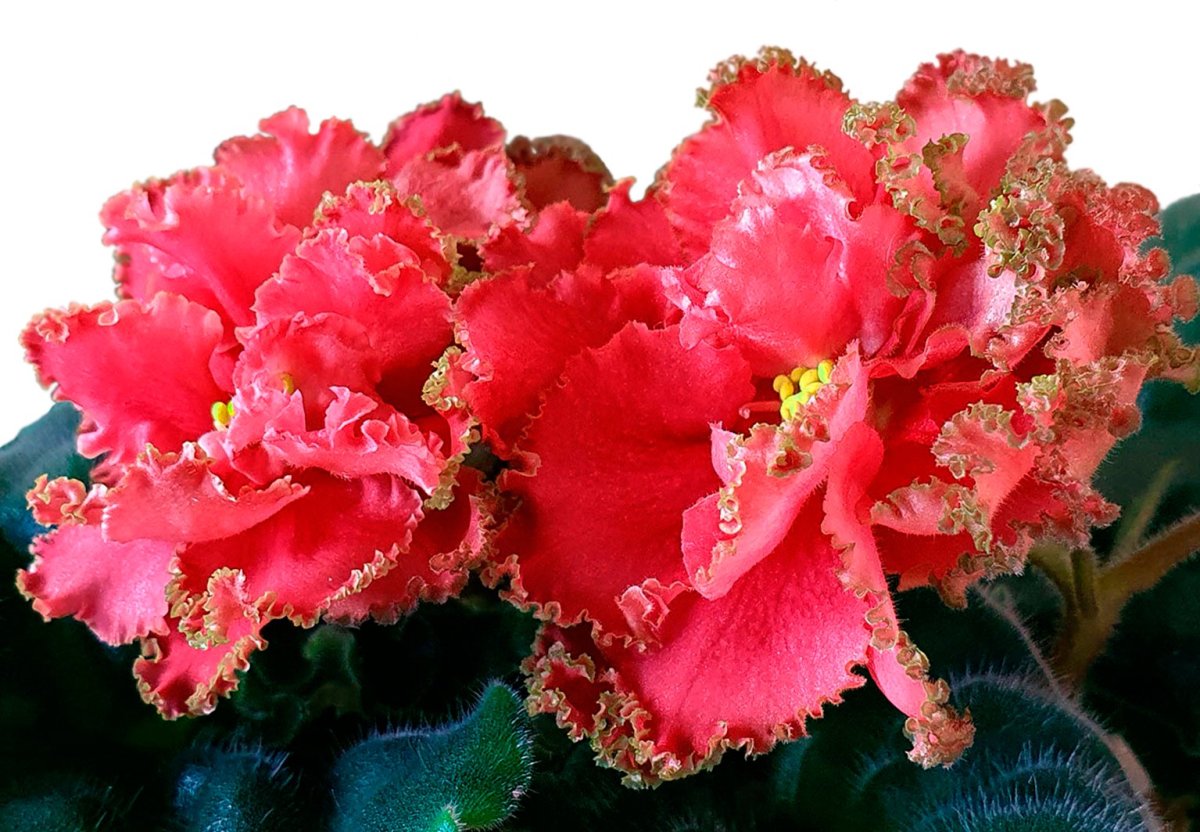 Фиалка ЕК черная Магнолия