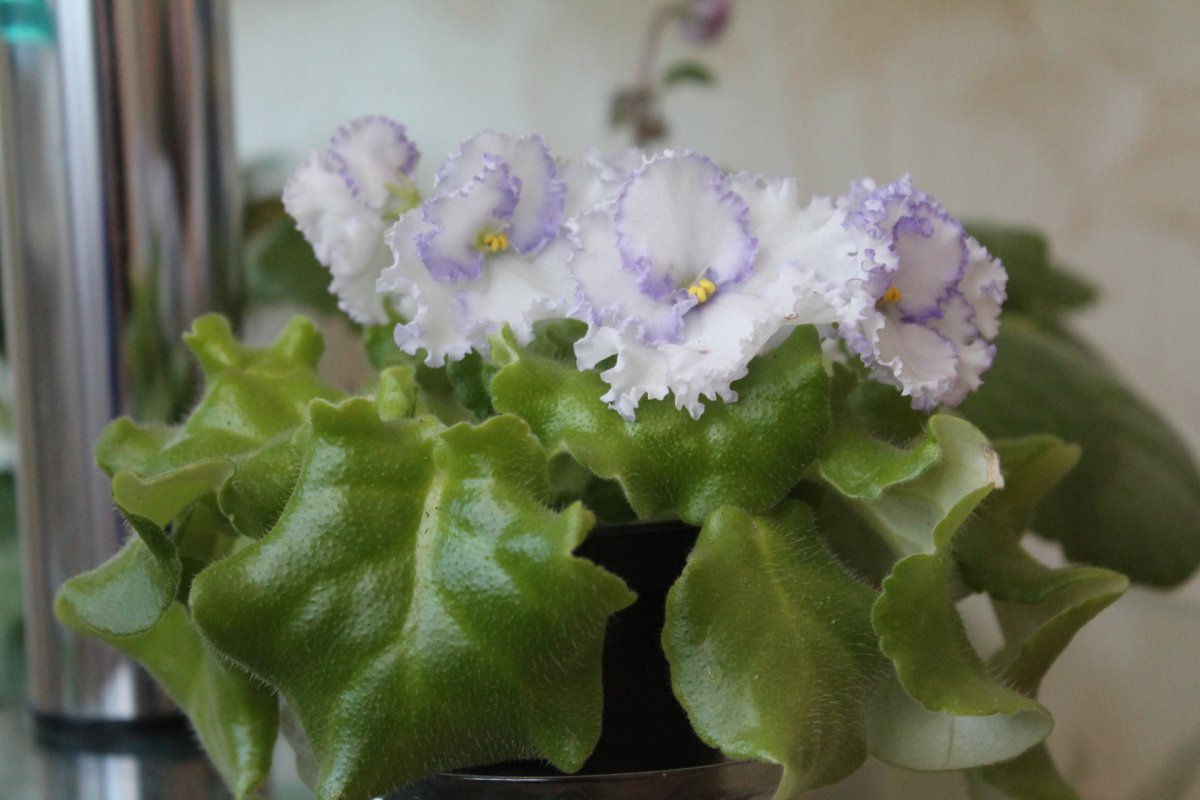 Фиалка АВ Снежная Королева