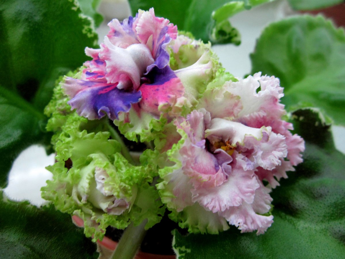 Фиалка ЛФ майские пионы