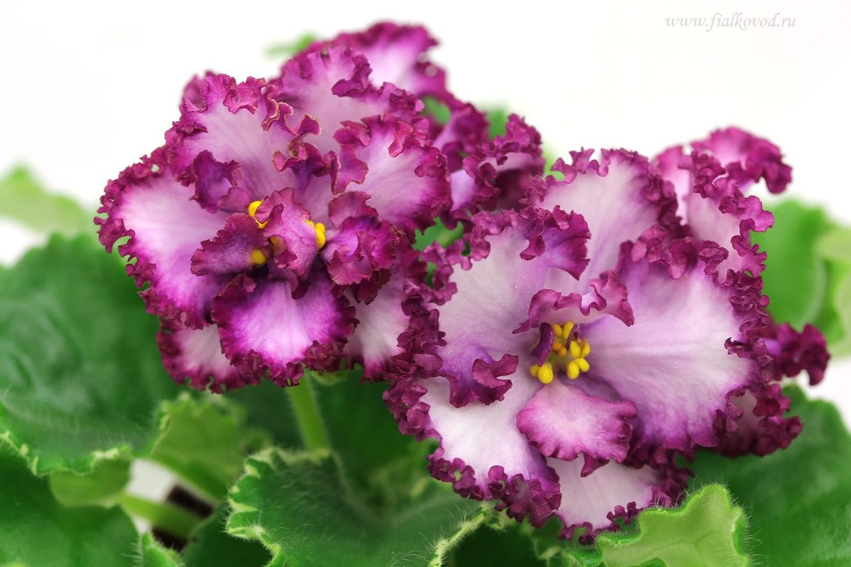 Фиалка АВ ми ми ми