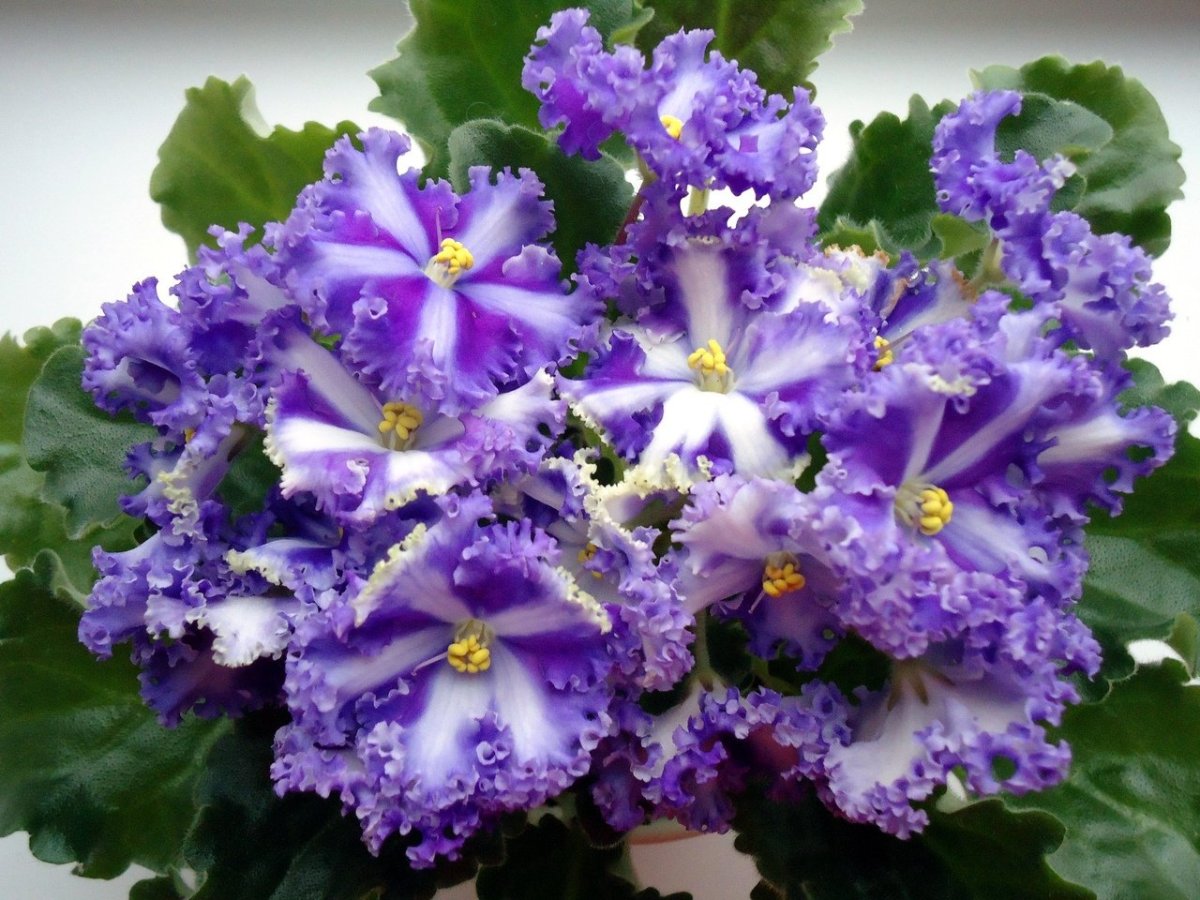 Фиалка ав свадебное путешествие