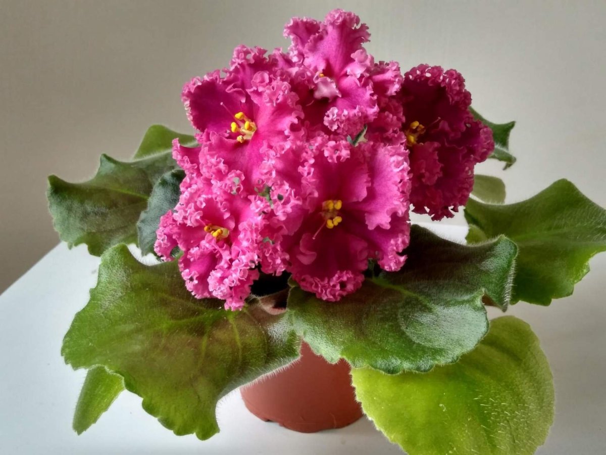 Фиалка Виктория Химера