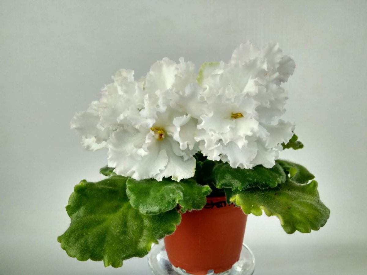 АВ Венский штрудель фиалка