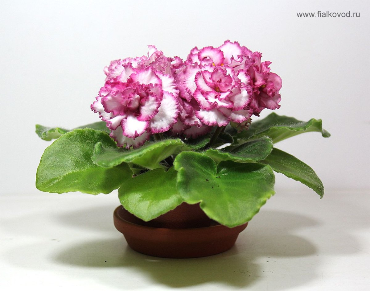 Фиалка мексиканский тушканчик