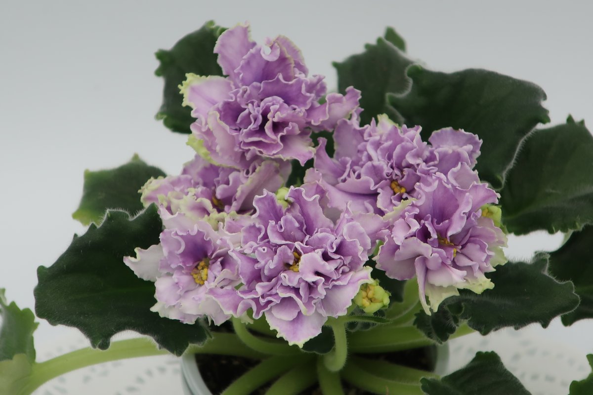 Сорт фиалки АВ полный восторг