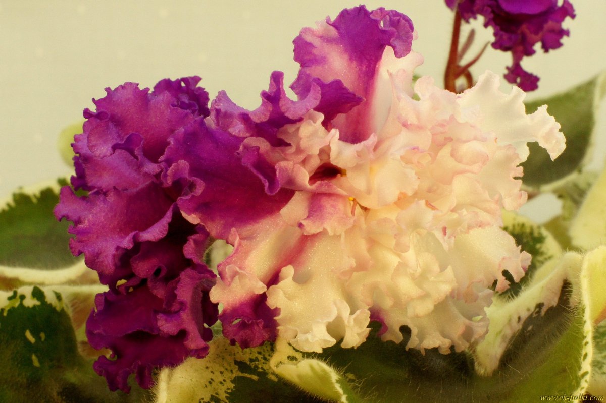 Фиалка АВ 760-112