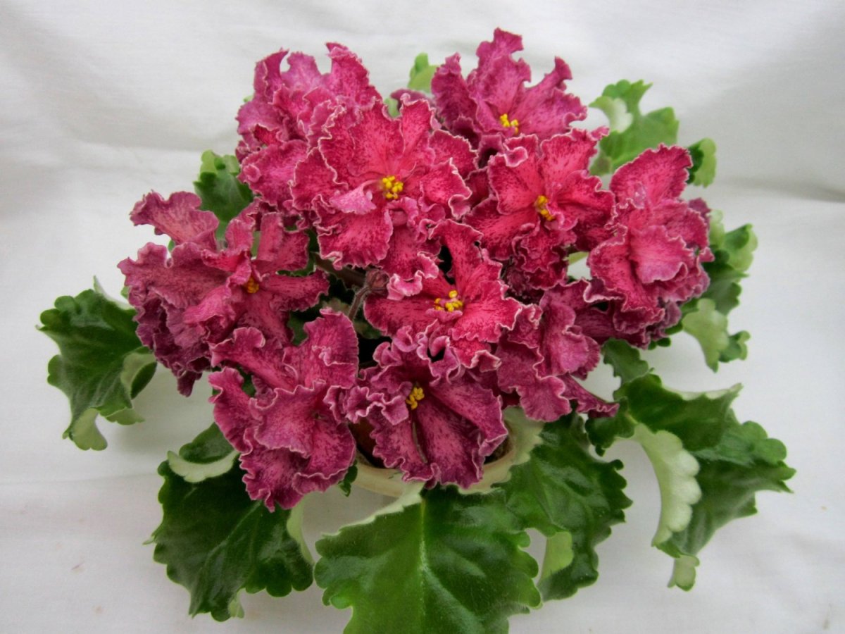 Сорт фиалки Наташа Ростова