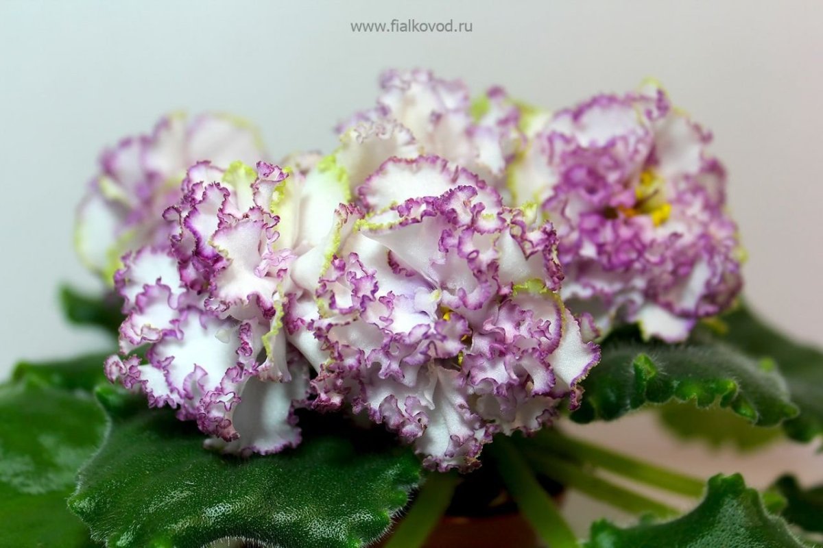 Фиалка Грин айс