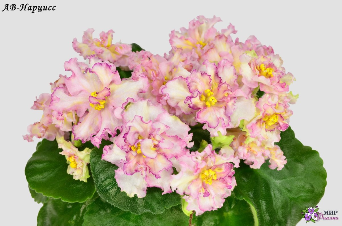 Сорта фиалок свадебный голубь