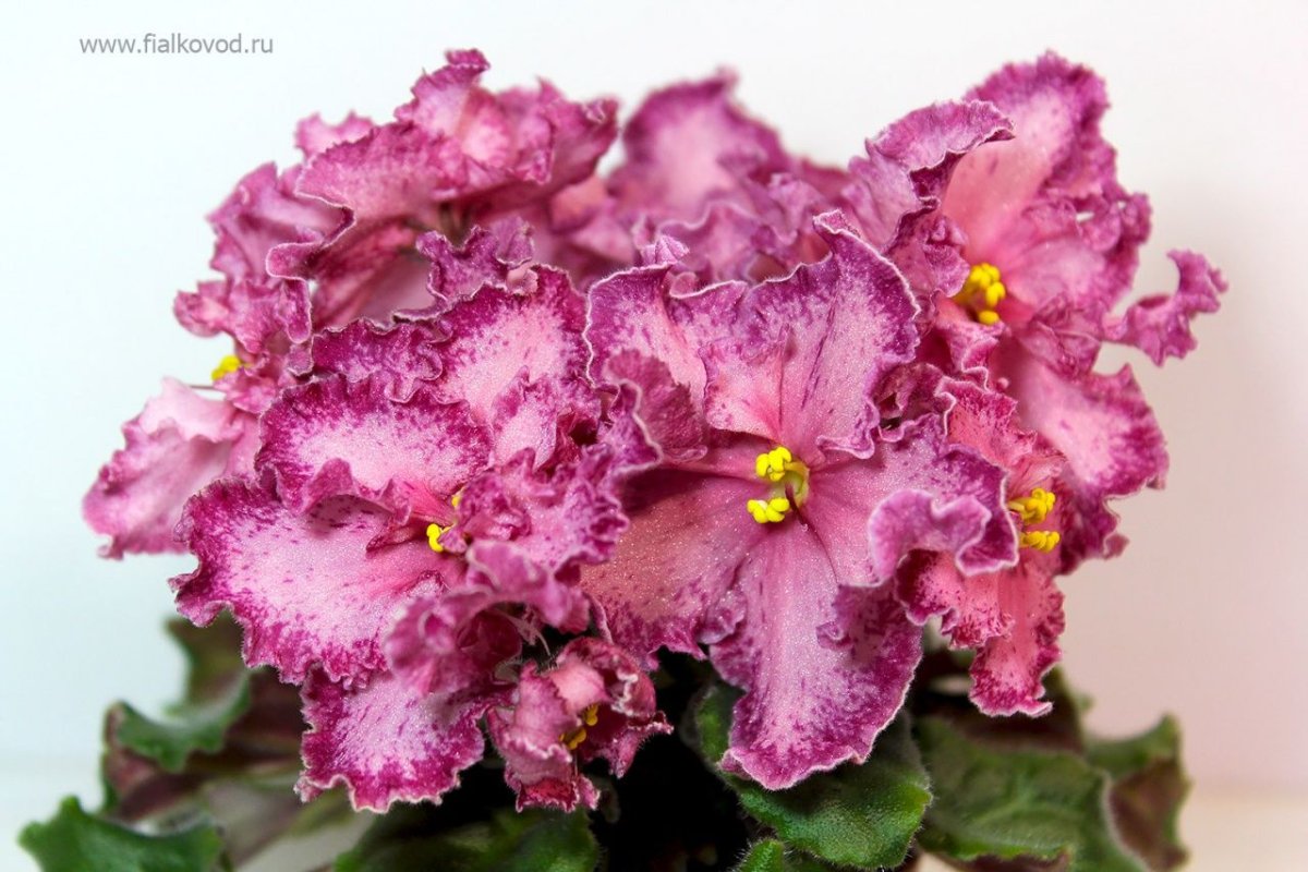 Фиалка шелковица