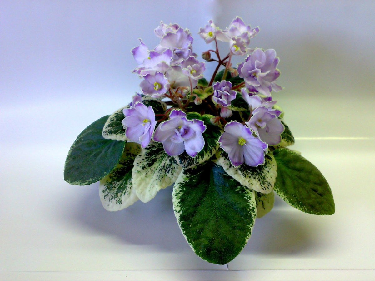 РС Мадлен фиалка