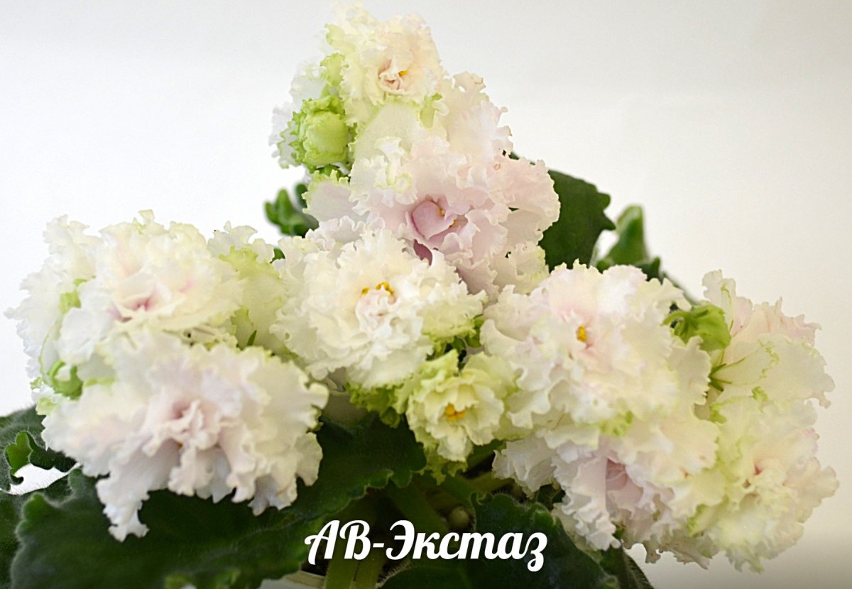 Porn-w.org Yulia Nova