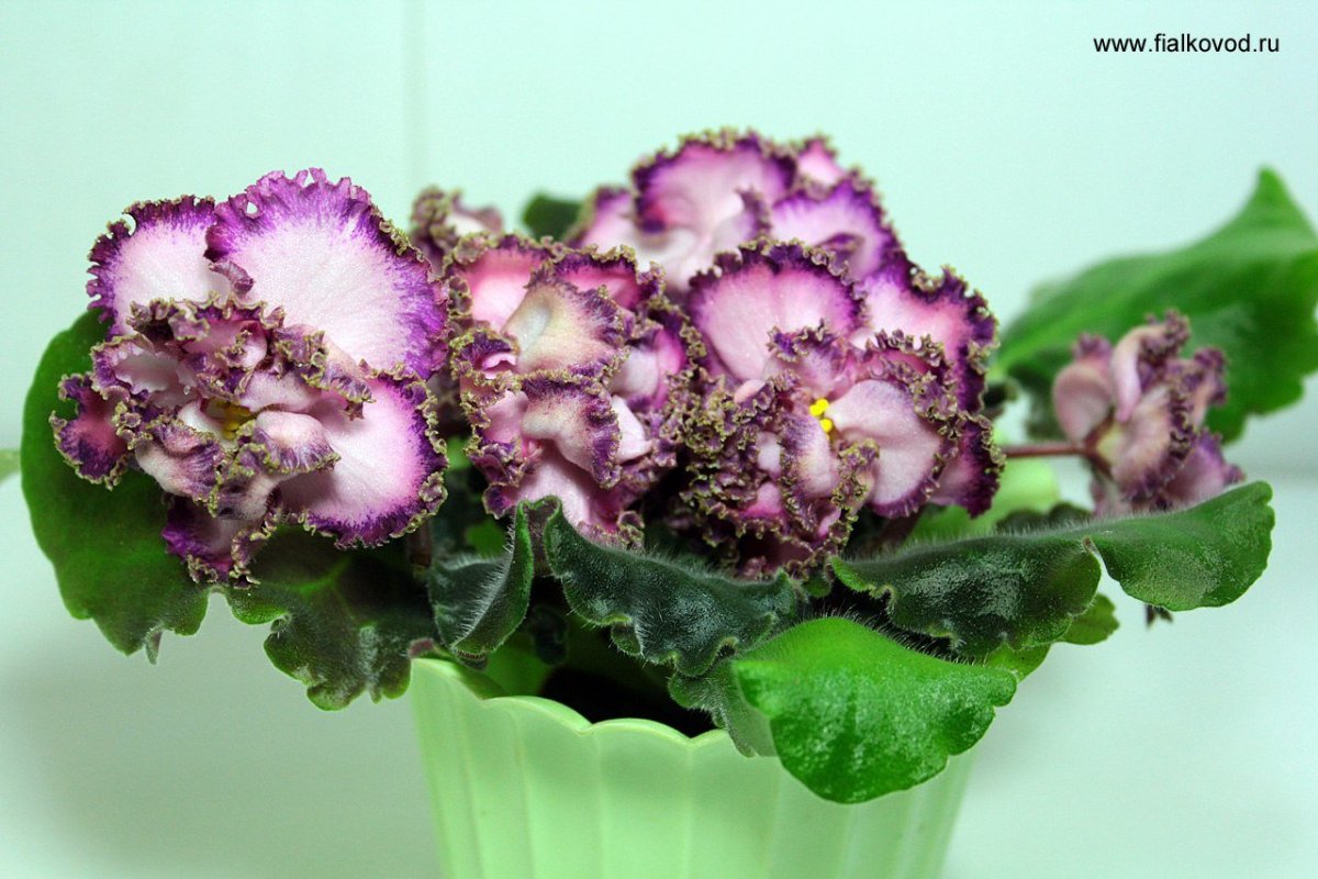 Фиалка Земляничная карамель