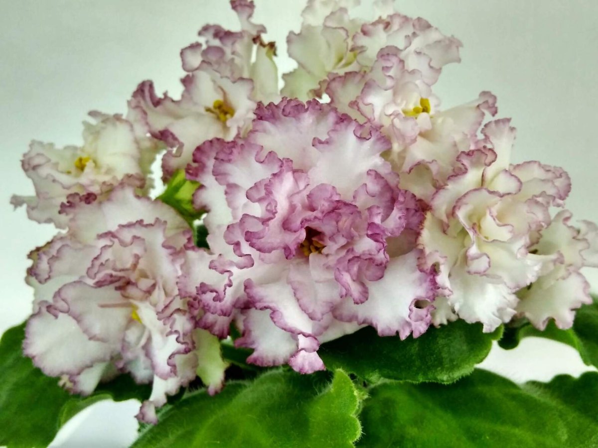 Фиалка ЕК бархатная Королева