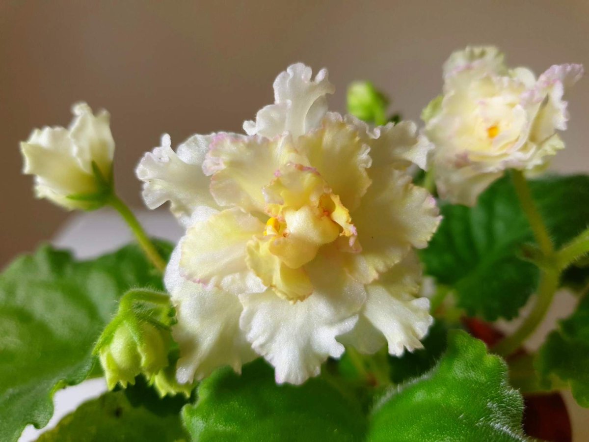 ЛФ хамелеон фиалка