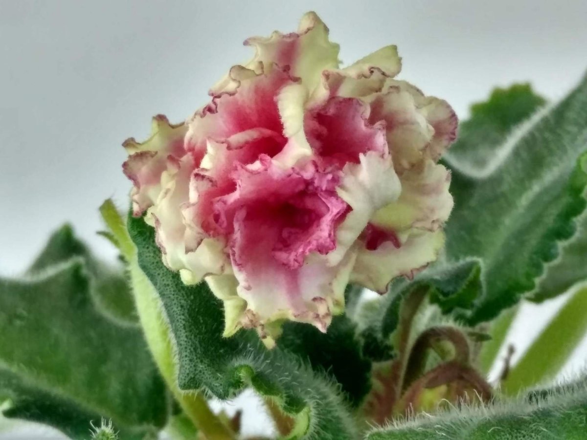 Фиалка Аэлита Морев