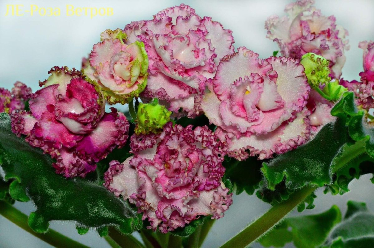 Фиалка АВ Лютик