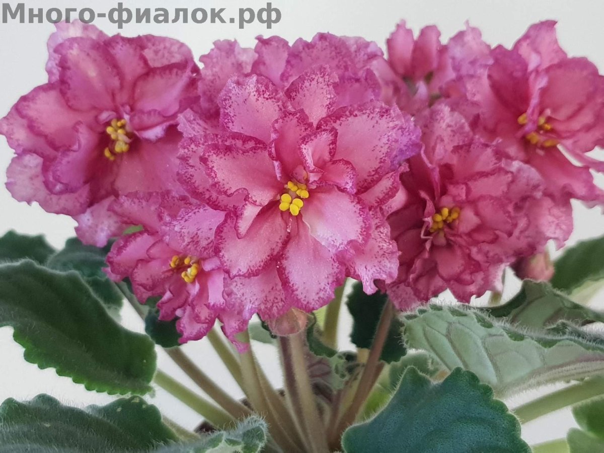 Фиалка Тропикана