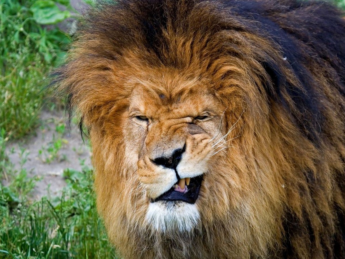 Лягушонок Кермит в одеяле