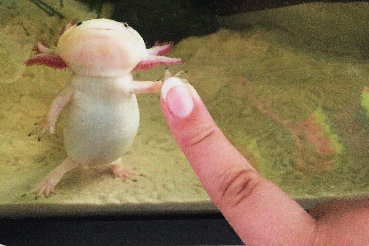 Страшный костюм Лунтика