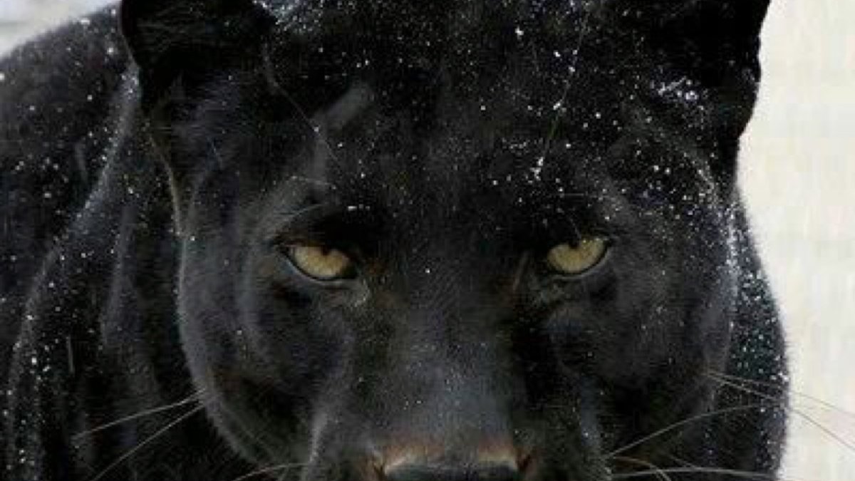 Фото на рабочий стол прикольные популярные с пантерой