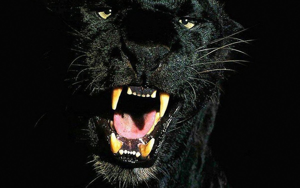 Половину лица пантеры оскал