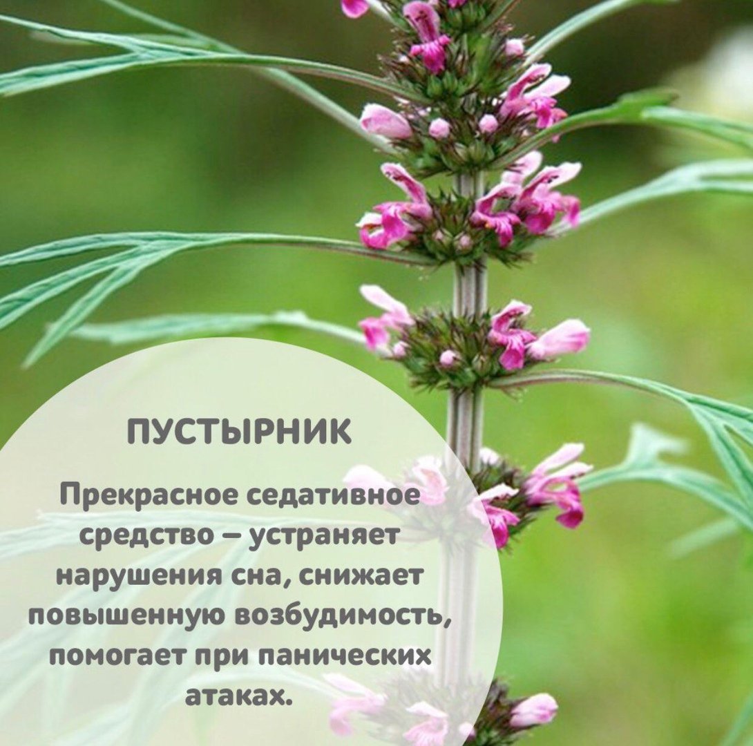 Лечебные травы для нервной