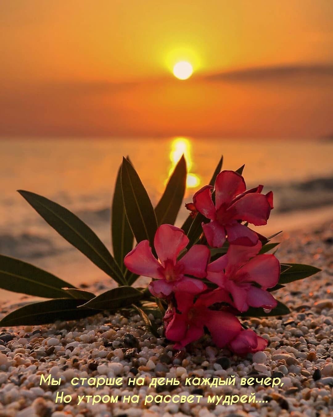 Спокойной ночи картинки новые цветы