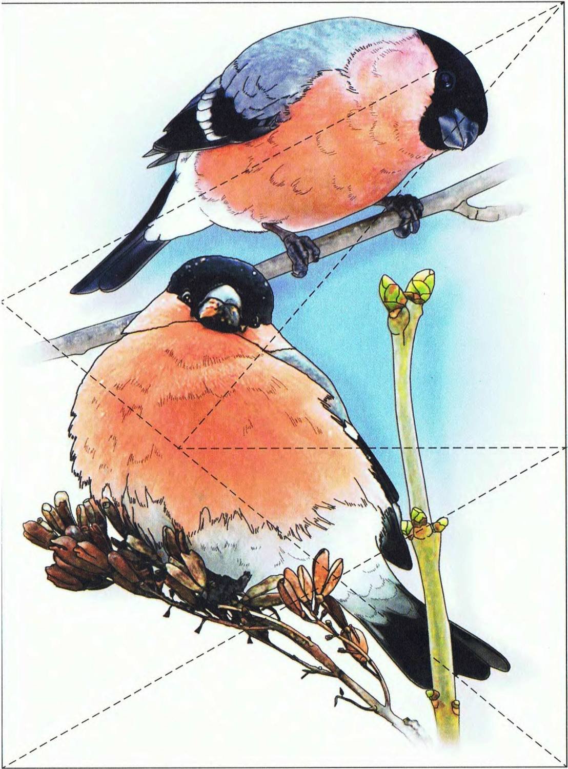 Разрезные пазлы для детей зимующие птицы