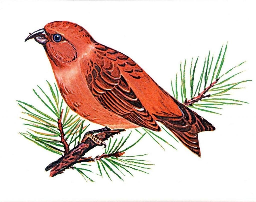 Зимующие птицы Клест еловик для детей