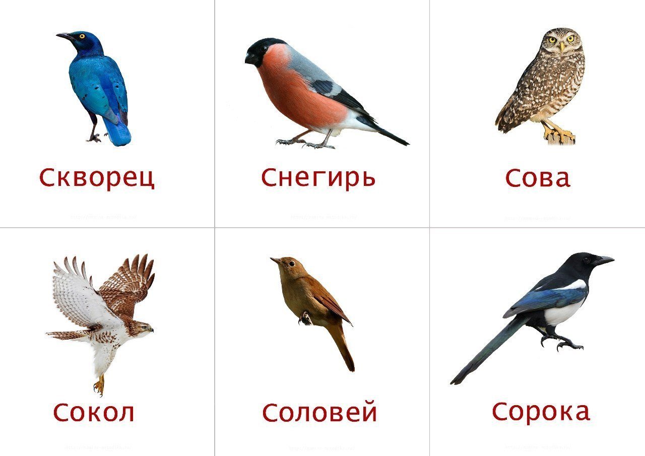 группы птиц картинки