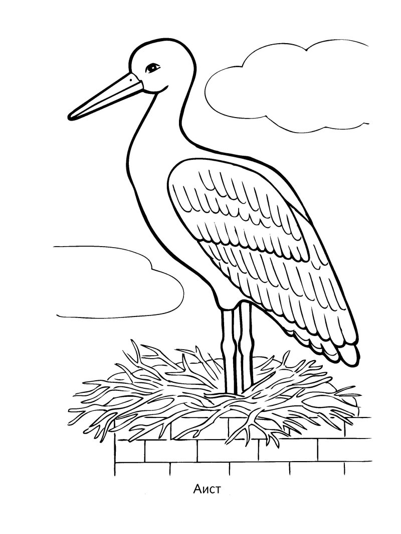 Аист раскраска для детей